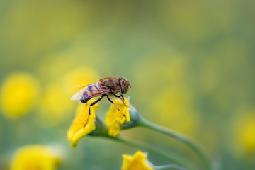 Closeup of a HoverFly collecting pollen from flowers