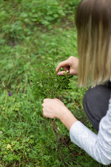 Picking of wild blueberries in a beautiful green forest. Girl collects gathering blueberries. Harvesting concept. Vitamin C and antioxidants- healthy diet food.