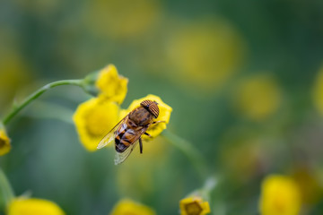 Closeup of a HoverFly collecting pollen from flowers