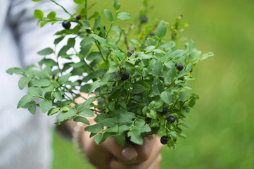 Female hand holds a bouquet of freshly picked wild blueberries on a background of green forest. Close-up selective focus. Vitamin C and antioxidants- healthy diet food.