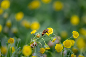 Closeup of a HoverFly collecting pollen from flowers