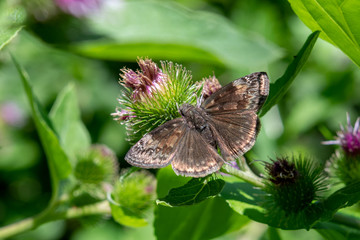 Duskywing butterfly, erynnis, feeding on thistle