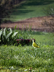 European green woodpecker foraging on the ground in a spring garden