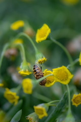 Closeup of a HoverFly collecting pollen from flowers