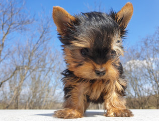 Playful baby Yorkshire terrier puppy outside