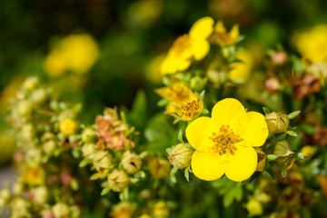 gold drop flower, potentilla fruticosa