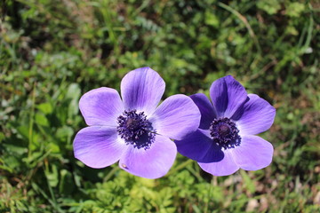 fleur mauve