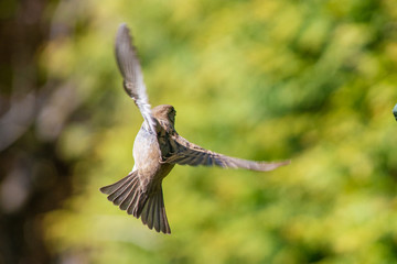 Spatz