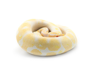 The royal python isolated on white background