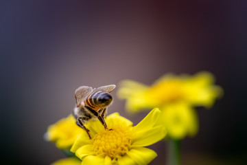 Closeup of a Bee collecting pollen from flowers