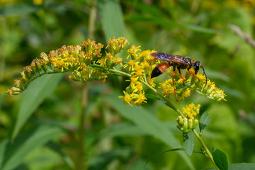 The great golden digger wasp, Sphex ichneumoneus, is not aggressive if you leave it alone