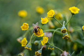 Closeup of a Bee collecting pollen from flowers