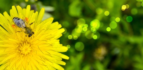 honey bee collectiong pollen on a dandelion