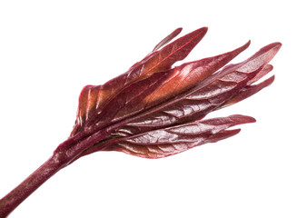 Part Of A Young Peony Flower Sprout. isolated on white background