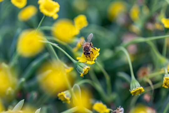 Closeup of a Bee collecting pollen from flowers