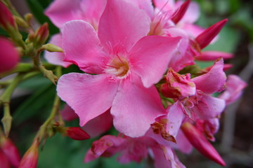 Fototapeta na wymiar indian beautiful pink arali flower 