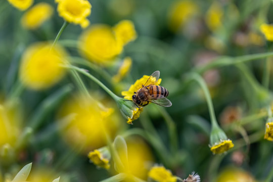 Closeup of a Bee collecting pollen from flowers