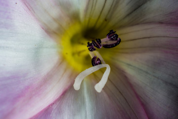 Macro of flower at the studio
