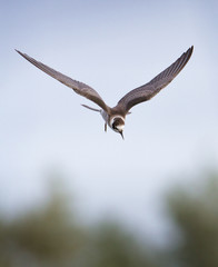 An American Black Tern, Chlidonius Niger Surinamensis,  A Rare Visitor To The UK Preparing To Dive For Fish On A Lake. Taken at Longham Lakes UK