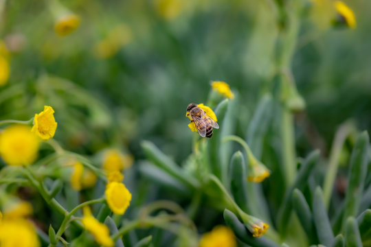 Closeup of a Bee collecting pollen from flowers