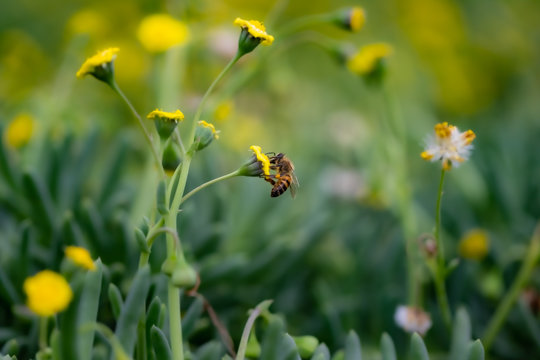 Closeup of a Bee collecting pollen from flowers