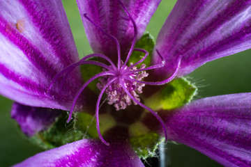 Macro of flower at the studio