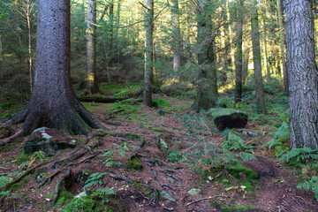 Sun flowing in between autumn trees at Langsett Reservoir