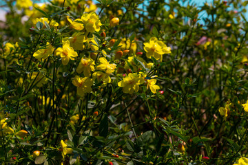 yellow spring flowers against a blurred background. Spring blooming tree