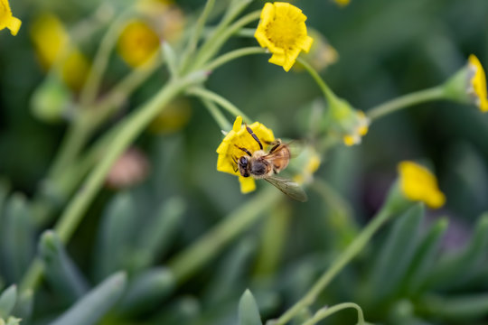 Closeup of a Bee collecting pollen from flowers