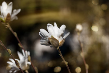 biały kwiat magnolia
