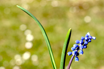 Blue Muscari armeniacum, Grape Hyacinths