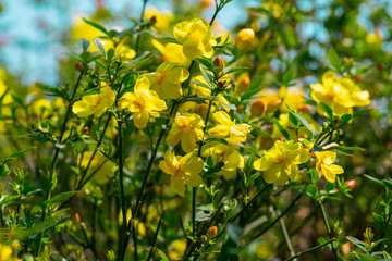 yellow spring flowers against a blurred background. Spring blooming tree