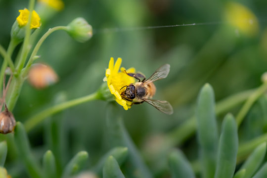 Closeup of a Bee collecting pollen from flowers