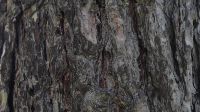 Tree bark / crust - texture. Old tree in the park on a sunny day.