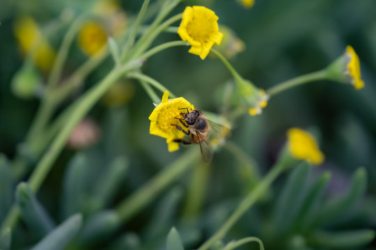 Closeup of a Bee collecting pollen from flowers