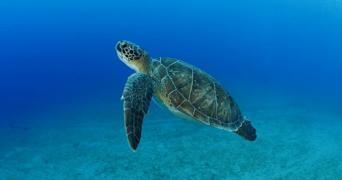 turtle underwater swim bluue waters slow ocean scenery