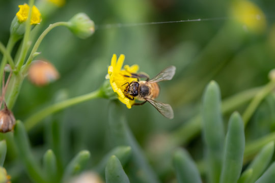 Closeup of a Bee collecting pollen from flowers