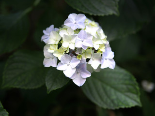 日本の東京都王子の飛鳥山で咲く　紫陽花の淡い紫色の花