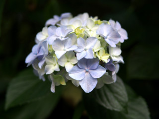 日本の東京都王子の飛鳥山で咲く　紫陽花の淡い紫色の花