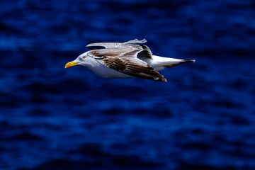 Seagull over Atlantic Ocean