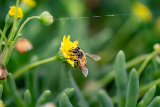 Closeup of a Bee collecting pollen from flowers