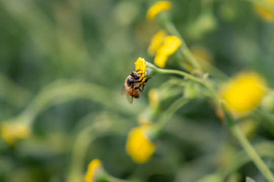 Closeup of a Bee collecting pollen from flowers