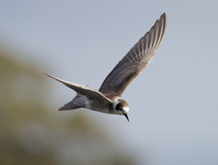 An American Black Tern, Chlidonius Niger Surinamensis,  A Rare Visitor To The UK Flying Over A Lake Looking For Fish. Taken at Longham Lakes UK