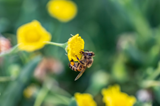 Closeup of a Bee collecting pollen from flowers