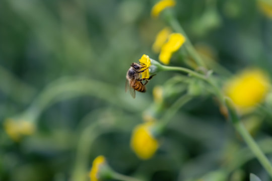 Closeup of a Bee collecting pollen from flowers