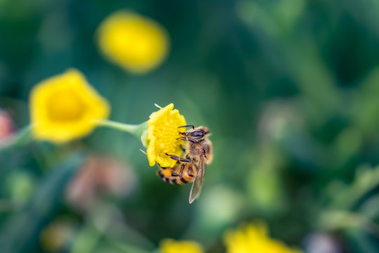Closeup of a Bee collecting pollen from flowers