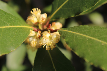 Close up image of the tiny white flowers of Laurus nobilis also know as bay tree, or bay laurel.