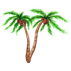 Watercolor illustrations of palm tree for wedding cards, romantic prints, fabrics, textiles and scrapbooking.