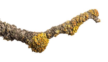 part of an old dry pear tree branch. isolated on white background