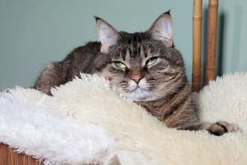 Fototapeta premium Serious gray striped cat laying on a window sill and looking at you with suspicious eye and covered by white certain. Close up wide angle view image.
